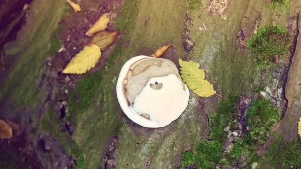 Un grand champignon sur un arbre sec. Nature sauvage — Video