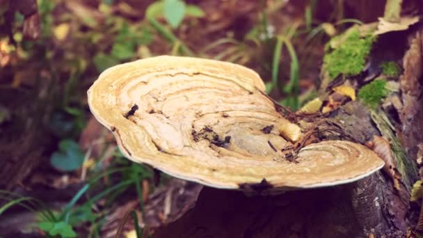 Ein großer Pilz auf einem trockenen Baum. Wilde Natur — Stockvideo