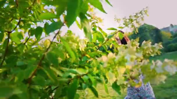 Young woman playfully runs around a green tree in the garden. Portrait of a smiling brunette with dimpled cheeks against a green park. Beautiful young woman looks at camera. Pretty girl in summer — Stock Video