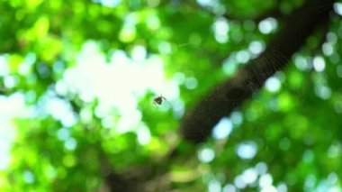 Bir örümcek ormanda bir ağ üzerinde oturur. Bir örümcek kanlarını içmek için böcekleri avlar. Zehirli böcek. Örümcek korkusu. Halloween. Korku filmi.