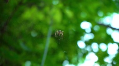 Bir örümcek ormanda bir ağ üzerinde oturur. Bir örümcek kanlarını içmek için böcekleri avlar. Zehirli böcek. Örümcek korkusu. Halloween. Korku filmi.