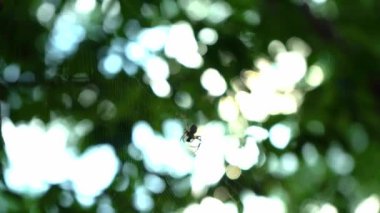 Bir örümcek ormanda bir ağ üzerinde oturur. Bir örümcek kanlarını içmek için böcekleri avlar. Zehirli böcek. Örümcek korkusu. Halloween. Korku filmi.