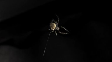 Büyük bir örümcek geceleri bir ağ üzerinde oturur. Bir örümcek kanlarını içmek için böcekleri avlar. Zehirli böcek. Örümcek korkusu. Halloween. Korku filmi. 