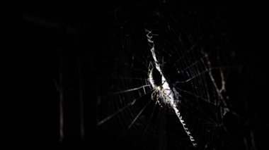 Büyük bir örümcek geceleri bir ağ üzerinde oturur. Bir örümcek kanlarını içmek için böcekleri avlar. Zehirli böcek. Örümcek korkusu. Halloween. Korku filmi. 