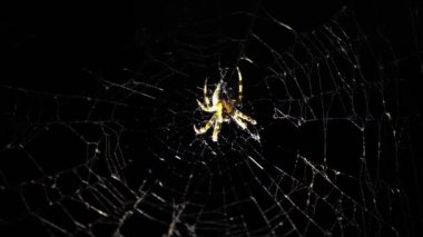 Büyük bir örümcek geceleri bir ağ üzerinde oturur. Bir örümcek kanlarını içmek için böcekleri avlar. Zehirli böcek. Örümcek korkusu. Halloween. Korku filmi. 