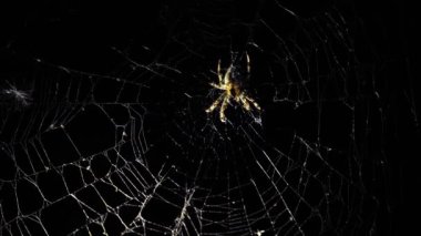 Büyük bir örümcek geceleri bir ağ üzerinde oturur. Bir örümcek kanlarını içmek için böcekleri avlar. Zehirli böcek. Örümcek korkusu. Halloween. Korku filmi. 