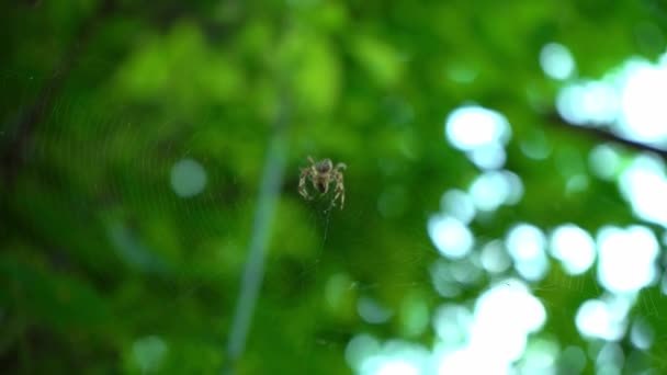 Spider Sits Web Forest Spider Hunts Insects Drink Blood Poisonous — Stock Video