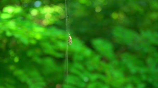 Bir Örümcek Ormanda Bir Üzerinde Oturur Bir Örümcek Kanlarını Içmek — Stok video