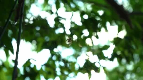 Uma Aranha Senta Numa Teia Floresta Uma Aranha Caça Insetos — Vídeo de Stock