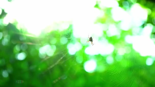 Uma Aranha Senta Numa Teia Floresta Uma Aranha Caça Insetos — Vídeo de Stock