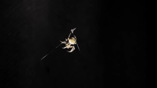 Large Spider Sits Web Night Spider Hunts Insects Drink Blood — Stock Video