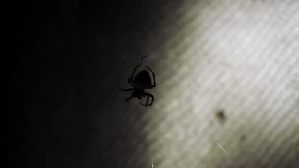 Large Spider Sits Web Night Spider Hunts Insects Drink Blood — Stock Video