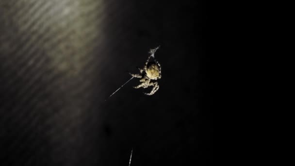 Une grande araignée est assise sur une toile la nuit. Une araignée chasse les insectes pour boire leur sang. Insecte toxique. Peur des araignées. Halloween. Film d'horreur . 