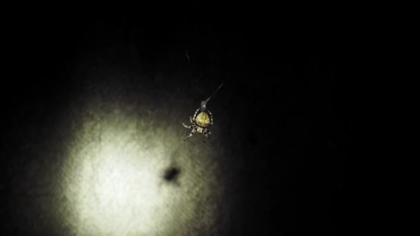 Large Spider Sits Web Night Spider Hunts Insects Drink Blood — Stock Video