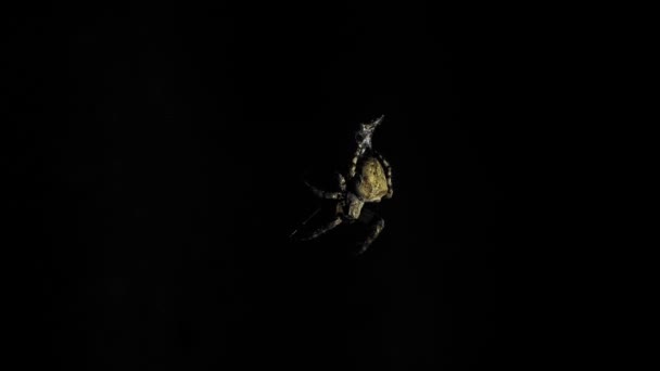 Une grande araignée est assise sur une toile la nuit. Une araignée chasse les insectes pour boire leur sang. Insecte toxique. Peur des araignées. Halloween. Film d'horreur . 