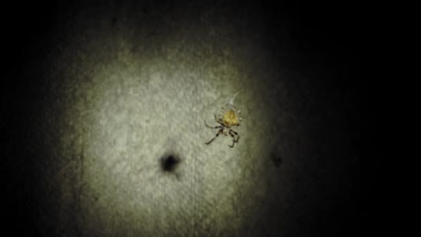 Μια Μεγάλη Αράχνη Κάθεται Στο Διαδίκτυο Νύχτα Μια Αράχνη Κυνηγά — Αρχείο Βίντεο