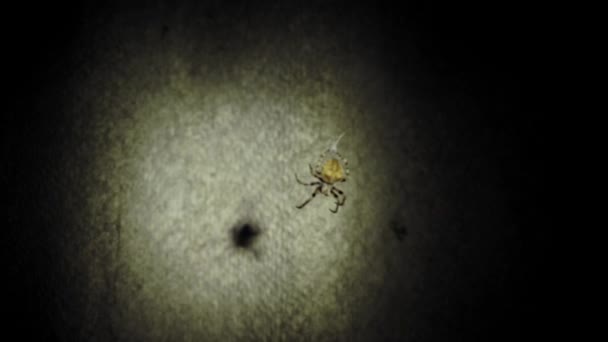 Une grande araignée est assise sur une toile la nuit. Une araignée chasse les insectes pour boire leur sang. Insecte toxique. Peur des araignées. Halloween. Film d'horreur . 