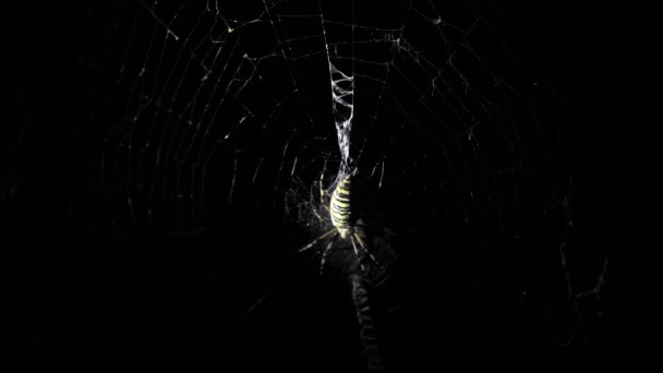 Large Spider Sits Web Night Spider Hunts Insects Drink Blood — Stock Video