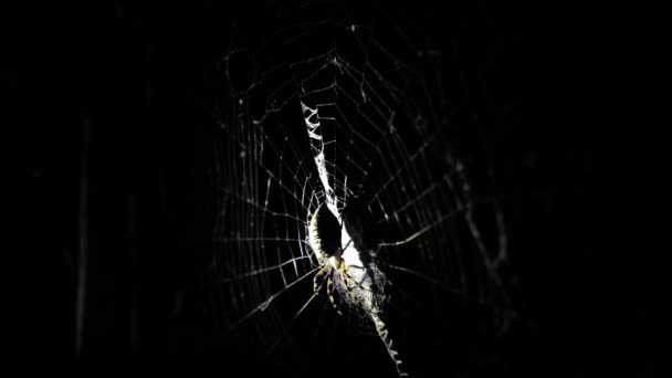 晚上有一只大蜘蛛坐在网上 蜘蛛捕食昆虫来喝他们的血 毒虫害怕蜘蛛万圣节 恐怖电影 — 图库视频影像