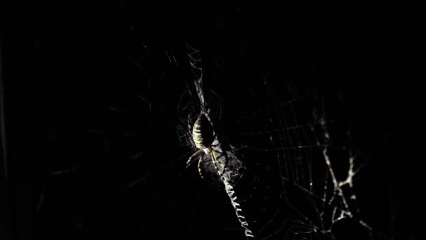 大きなクモが夜にウェブの上に座っている クモは血を飲むために昆虫を狩る 有毒な昆虫クモの恐怖ハロウィーン ホラー映画 — ストック動画