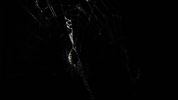 Large Spider Sits Web Night Spider Hunts Insects Drink Blood — Stock Video