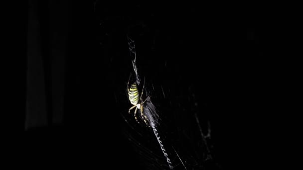大きなクモが夜にウェブの上に座っている クモは血を飲むために昆虫を狩る 有毒な昆虫クモの恐怖ハロウィーン ホラー映画 — ストック動画