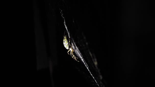Stor Spindel Sitter Webb Natten Spindel Jagar Insekter Att Dricka — Stockvideo