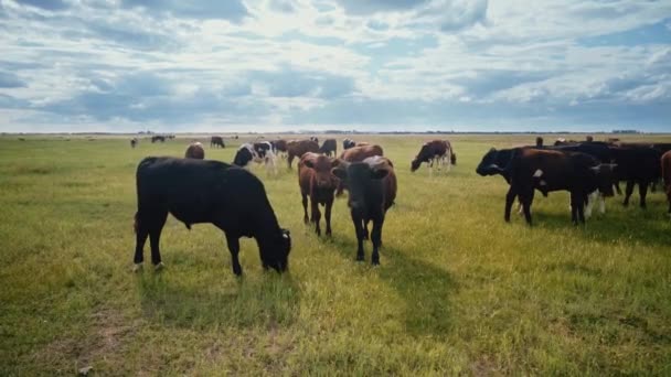 一群小公牛在牧场里 农场动物 畜牧业 牛排用的小牛肉 — 图库视频影像