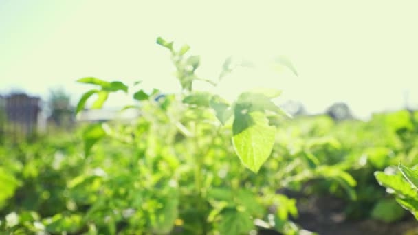 Arbustos Papas Jóvenes Sol Granja Para Cultivo Verduras Verdura Jugosa — Vídeos de Stock