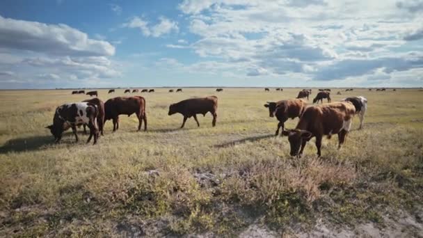 Una Mandria Giovani Tori Pascolo Ranch Animali Fattoria Bovini Affari — Video Stock