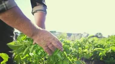 Bahçıvan patates yapraklarını inceler. Bitki yetiştiren bir çiftçinin elleri. Aileye ait sebze yetiştirme işi. Ev yapımı organik ürünler. Organik tarım