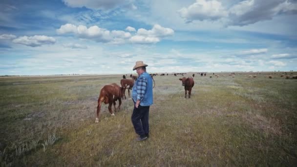 Egy Fiatal Bikacsorda Legelőn Szarvasmarha Egy Farmer Cowboy Kalapban Farmerben — Stock videók