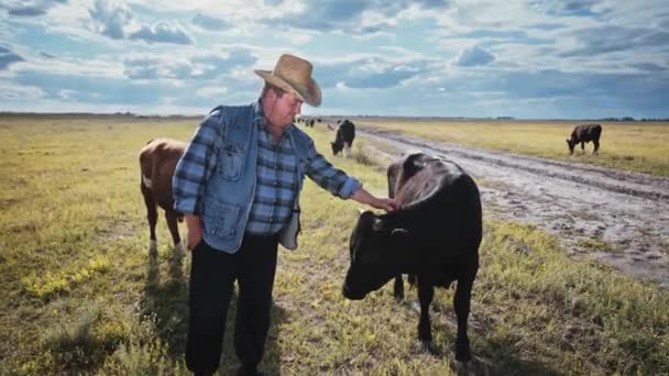 Bir Boğayı Okşayan Mutlu Çiftçi Otlaktaki Genç Boğalar Sürüsü Sığırlar — Stok video