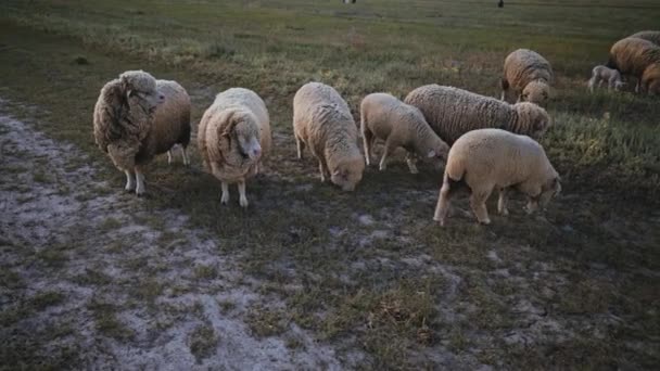 Otlakta Kalın Yünlü Bir Koyun Sürüsü Yün Için Koyun Çiftliği — Stok video
