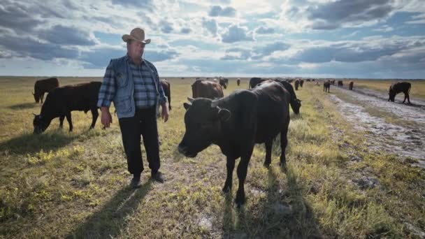카우보이 모자와 데님을 장주가 황소와 있습니다 소들에게 둘러싸인 들판에 목초지에 — 비디오