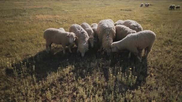 牧草地でラムや子羊の群衆 牧草地に厚いウールで羊の群れ 羊毛と肉の羊の農場 農場の動物 — ストック動画