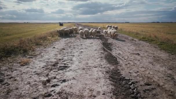 Troupeau Moutons Avec Laine Épaisse Sur Pâturage Une Foule Béliers — Video