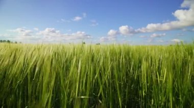 Rüzgar, dalgalar oluşturan bir tarlada kalın bir arpa sallar. Sıcak güneşin altında olgunlaşmış mahsuller. Ekmek ve bira yapmak için mısır gevreği tarlası. Büyük bir tahıl mahsulü. Organik bitkiler yetiştirmek için tarım sektörü