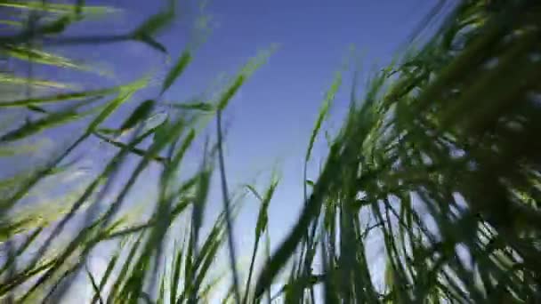 風は波を作り出す畑で太い大麦を揺れます 暖かい太陽の下で作物を熟す パンとビールを作るためのシリアルフィールド 穀物の大規模な作物 有機栽培のための農業事業 — ストック動画