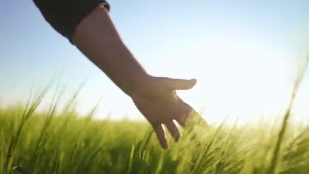 Çiftçi Parlak Güneş Işınlarında Arpa Dikenleri Vuruyor Toprak Sahibi Bir — Stok video