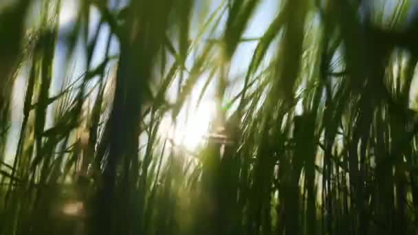Les Rayons Soleil Brillent Travers Les Épillets Orge Vent Balaie — Video
