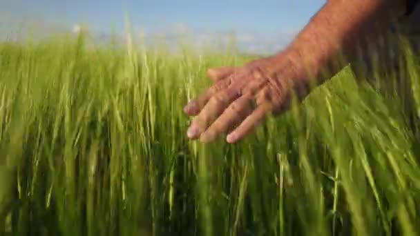 Agricultor Acaricia Espiguetas Cevada Nos Raios Sol Brilhante Proprietário Terras — Vídeo de Stock