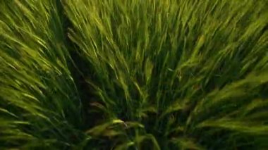 Rüzgar, dalgalar oluşturan bir tarlada kalın bir arpa sallar. Sıcak güneşin altında olgunlaşmış mahsuller. Ekmek ve bira yapmak için mısır gevreği tarlası. Büyük bir tahıl mahsulü. Organik bitkiler yetiştirmek için tarım sektörü