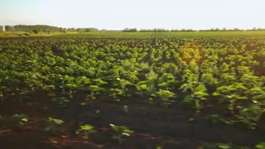 Yukarıdan bak, genç ayçiçeği tarlasının üzerinden uçuyor. Ayçiçeği tarlasında gün batımı. Büyüyen organik ayçiçeği yağı.