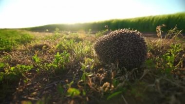 Arpa tarlasının yakınındaki kırsal bir yolda kirpi. Günbatımında çarpık kirpi.