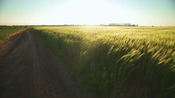 Vue Aérienne Survol Champ Orge Vent Balaye Orge Épaisse Dans — Video