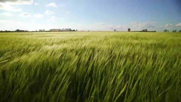 Viento Balancea Cebada Espesa Campo Creando Olas Cosechas Maduración Bajo — Vídeo de stock