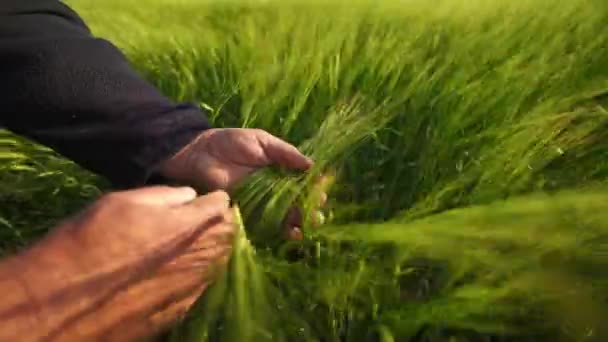 Землевласник Перевіряє Урожай Пшениці Фермерські Удари Колоски Ячменю Променях Яскравого — стокове відео