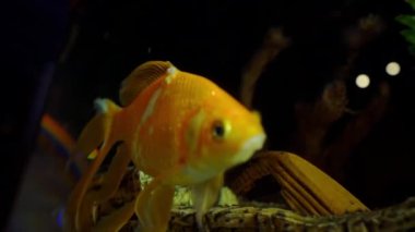 Akvaryumdaki süs balığı. Balıklar yeşil algler ve taşlar arasında yüzerler. Meditasyon, sükunet. Evcil hayvanlar.