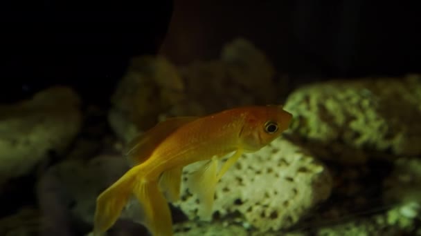 Zlatá Rybka Akváriu Ryby Plavou Mezi Zelenými Řasami Kameny Meditace — Stock video